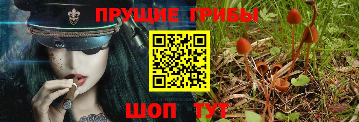 Галлюциногенные грибы Psilocybine cubensis Псков